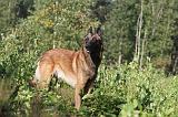 MALINOIS 049